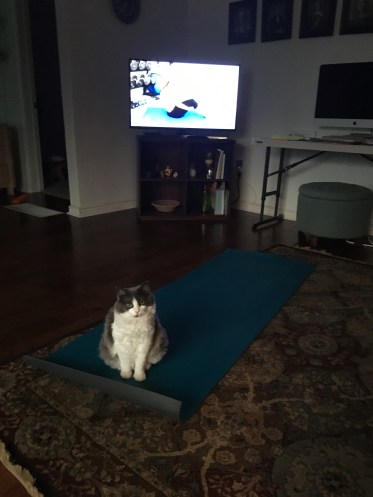 My pilates mat was invaded.